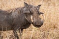 Old warthog standing in dry grass looking for something green Royalty Free Stock Photo