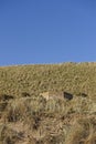 An Old Wartime Brick and Concrete Octagonal Pill Box hidden amongst the Dunes of Lunan Bay.