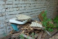 Old washbasin on an abandoned house, dump, against the background of a textured white brick wall. Pollution of the environment. Royalty Free Stock Photo