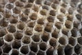 Old wasp nest with honeycombs close up Royalty Free Stock Photo