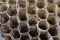Old wasp nest with honeycombs close up Royalty Free Stock Photo