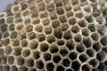 Old wasp nest with honeycombs close up Royalty Free Stock Photo