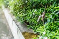 Old water tap or faucet leaking drop of water with green nature background- water conservation or saving concept. Royalty Free Stock Photo