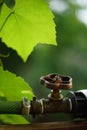 Old water tap and pipes among grape leaves in the garden Royalty Free Stock Photo