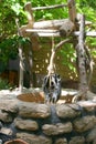 An old water well Royalty Free Stock Photo