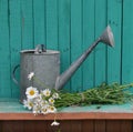 Old watering can with flowers on green planks Royalty Free Stock Photo