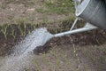 Old watering can in garden. Human watering the beds with onions in the garden. Farm life in the village Royalty Free Stock Photo