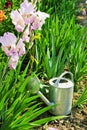 Old watering pot in the garden