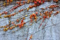 Old weathered cement wall with cracks from age and ivy strands trailing across face of it