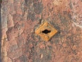 Old weathered chappy door with rusty keyhole