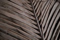 Old weathered coconut leaf roof of hut. Dried banana palm leaves background. Dried palm leaves texture. Close up organic gray palm Royalty Free Stock Photo