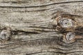 Old Weathered Rotten Cracked Pinewood Roughly Treated Floorboard Knotted Plank Grunge Texture - Detail