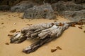 The old and weathered driftwood tree trunk on the sandy beach