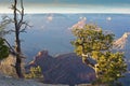 Old, weathered juniper tree in front of the Grand Canyon, Arizona, at sunset.