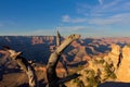 Old, weathered Juniper tree in front of the Grand Canyon, Arizona. White clouds are in a blue sky.