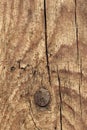 Old Weathered Knotted Cracked Pinewood Floorboard Planking Texture Detail