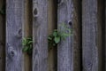 Old Weathered Knotty Pine Wood Fence with Foliage