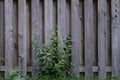 Old Weathered Knotty Pine Wood Fence with Foliage
