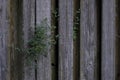 Old Weathered Knotty Pine Wood Fence with Foliage