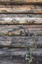 Old weathered log wall. Craked shabby logs. Dark grey wooden background