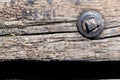 Old weathered metal bolt in railroad tie closeup