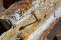 Old weathered piece of wood with a rusty nail Royalty Free Stock Photo