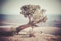 Old weathered pine tree on the ridge Royalty Free Stock Photo