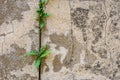 Old weathered stone wall with lichen and ferns growing on it, as a textured background Royalty Free Stock Photo