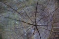 Weathered stump wood texture background