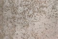 Old weathered surface mold wall dirty pattern texture background aged structure obsolete Royalty Free Stock Photo