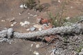 Ship rope thrown out on seashore