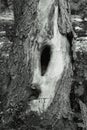 Old weathered tree with flaking bark, being used as a haven for animals.