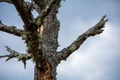 Old Weathered Tree with Lichen Against Cloudy Sky Royalty Free Stock Photo