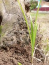 Old Weathered Tree Root with Anthill Soil and Young Green Grass. Royalty Free Stock Photo