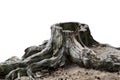 Old weathered tree stump