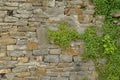 Grit stone wall and blooming green ivy