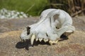 Old weathered white dog skull on stone floor