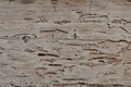 Close-Up of Weathered Wood Damaged by Termites Royalty Free Stock Photo