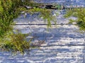 Old weathered wood planks covered with green moss Royalty Free Stock Photo