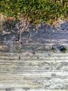 Old weathered wood planks covered with green moss Royalty Free Stock Photo