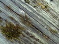 Old weathered wood planks covered with green moss Royalty Free Stock Photo