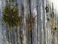 Old weathered wood planks covered with green moss Royalty Free Stock Photo