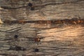 Old, weathered wooden board with organic debris in its cracks and crevices. Textire detail close up. Royalty Free Stock Photo