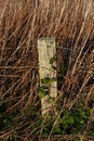 An old weathered wooden Fencepost and some strands of Wire beside the Coastal Footpath