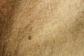 Old weathered wooden texture background Royalty Free Stock Photo