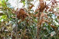 Old weaver ants nest on dried mango leaves