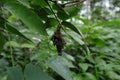 An old and weird protective case of a Bagworm moth is hanging on a Starfruit leaflet