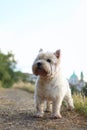 An old West Highland White Terrier is on a path in the park Royalty Free Stock Photo