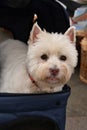 Old westie transportated in a dog buggy Royalty Free Stock Photo