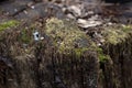 Old wet tree stump in the forest, covered with green moss, with blurred background Royalty Free Stock Photo